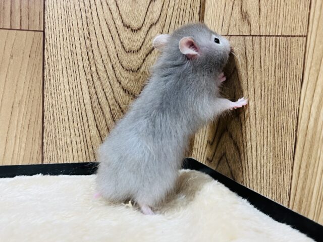 ゴールデンハムスター