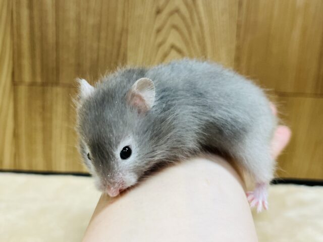 ゴールデンハムスター