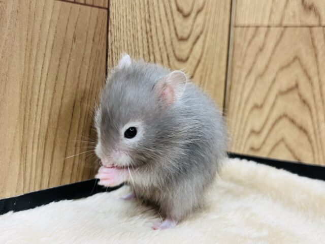 ゴールデンハムスター