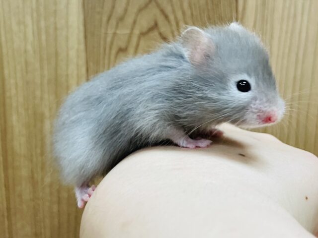 ゴールデンハムスター