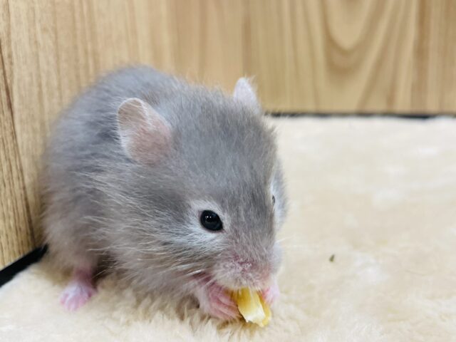 ゴールデンハムスター