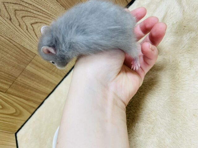 ゴールデンハムスター