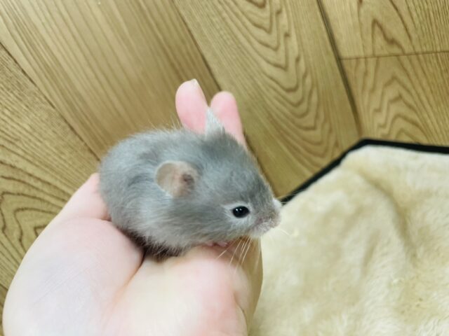 ゴールデンハムスター