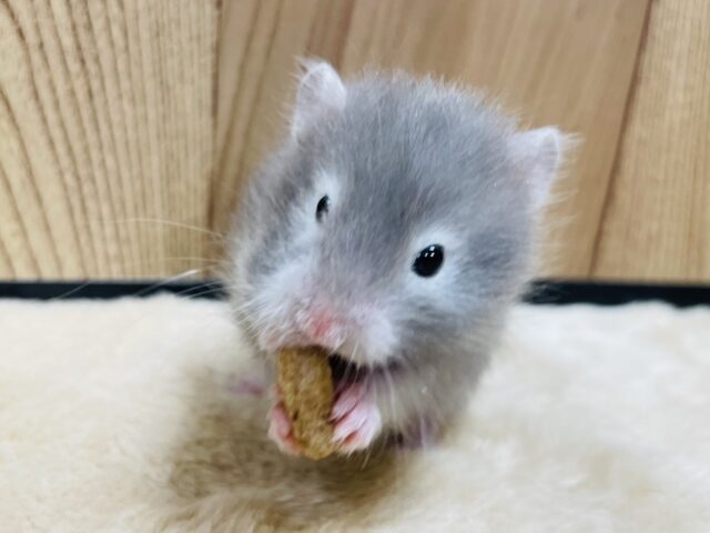 ゴールデンハムスター