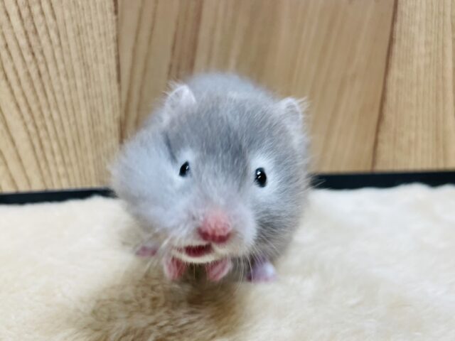 ゴールデンハムスター