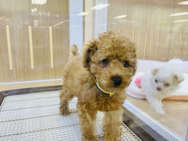 トイプードル