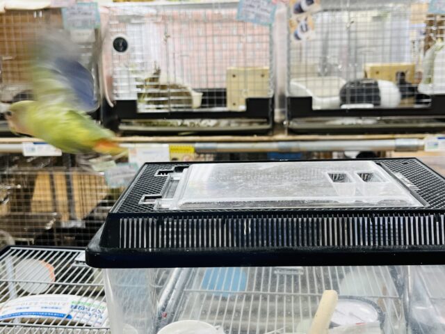 コザクラインコ（小桜インコ）