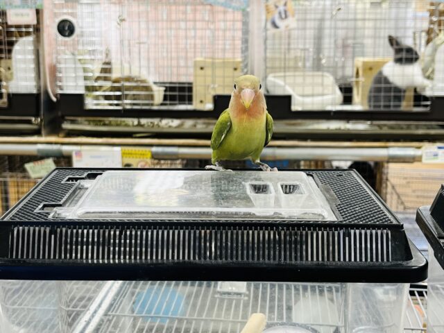 コザクラインコ（小桜インコ）