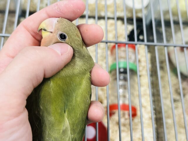 コザクラインコ（小桜インコ）