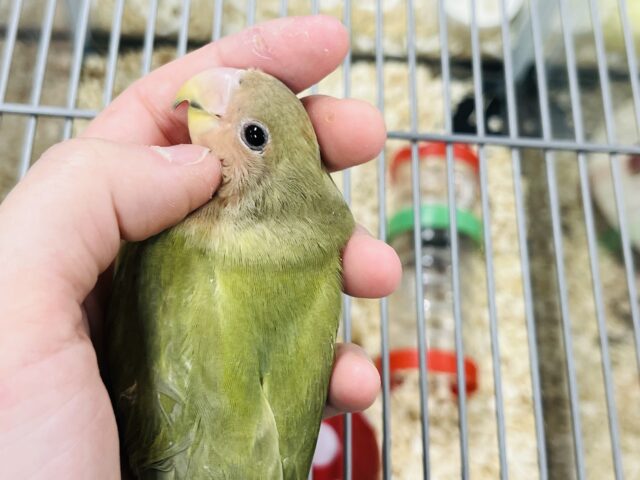 コザクラインコ（小桜インコ）