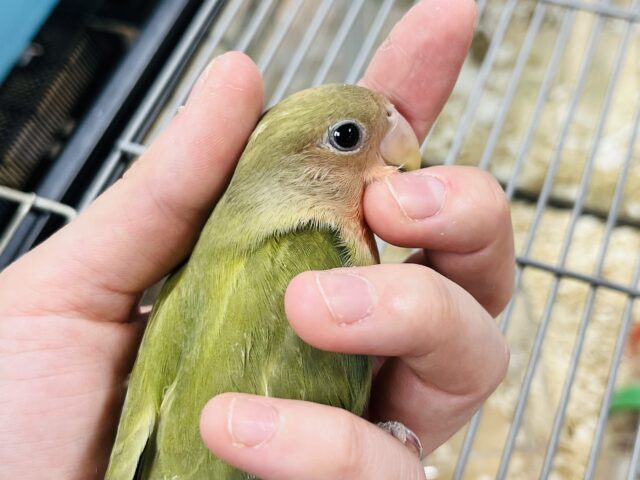 コザクラインコ（小桜インコ）