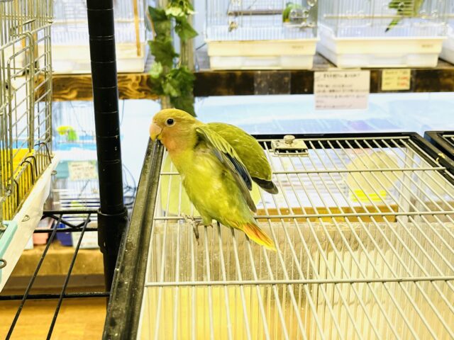 コザクラインコ（小桜インコ）