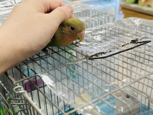 コザクラインコ（小桜インコ）