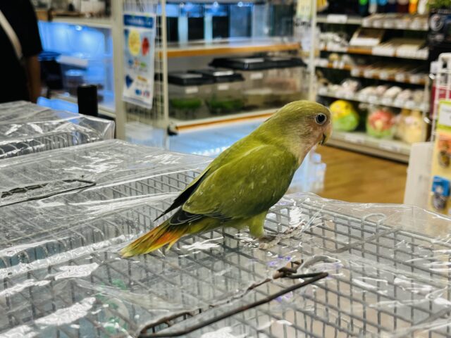 コザクラインコ（小桜インコ）