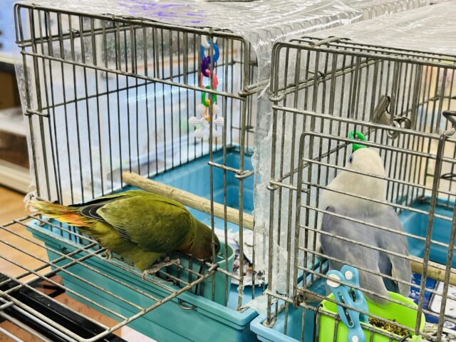 コザクラインコ（小桜インコ）