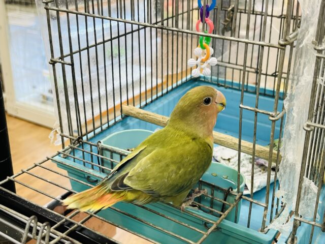 コザクラインコ（小桜インコ）