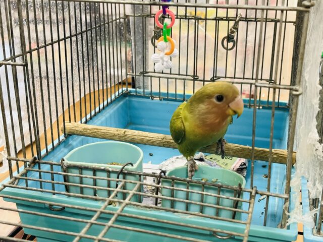 コザクラインコ（小桜インコ）