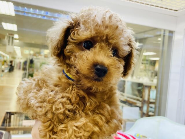 トイプードル