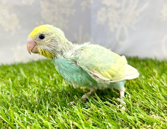 セキセイインコ