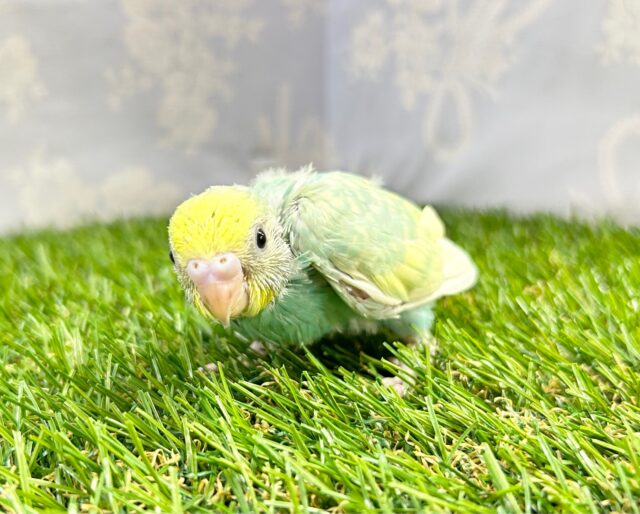 セキセイインコ