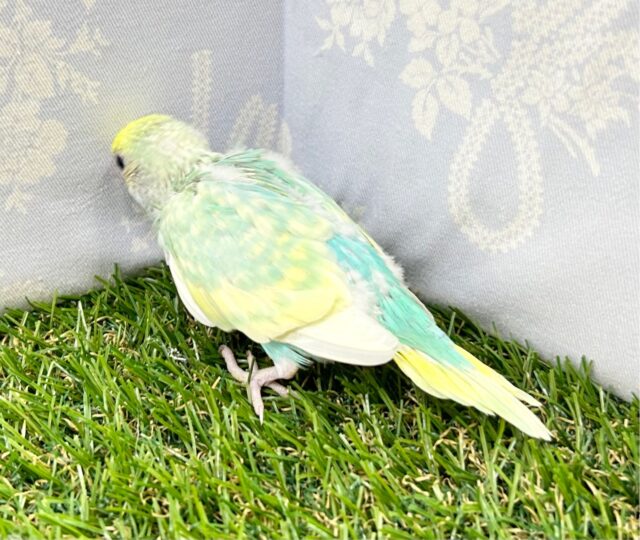 セキセイインコ