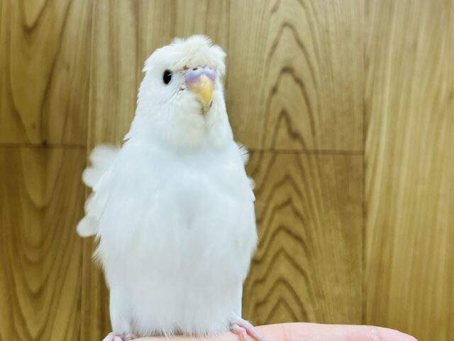 羽衣セキセイインコ