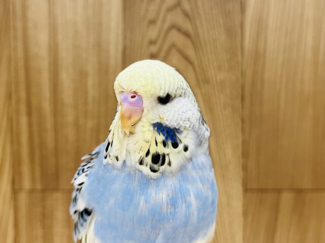 ジャンボセキセイインコ