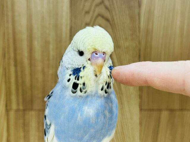 ジャンボセキセイインコ