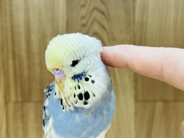 ジャンボセキセイインコ