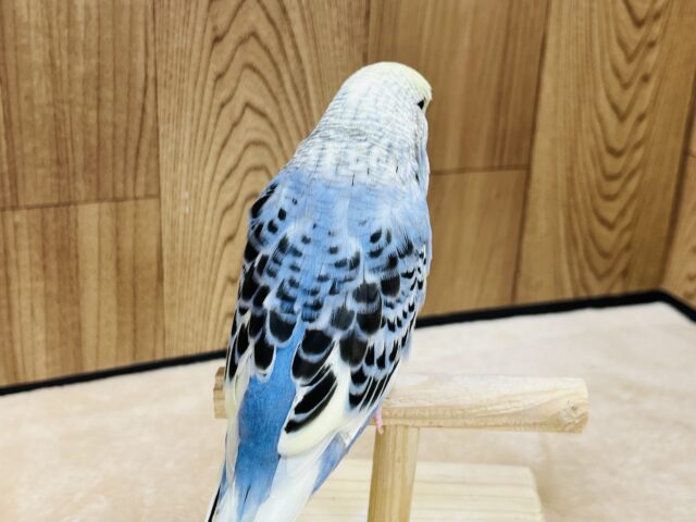 ジャンボセキセイインコ