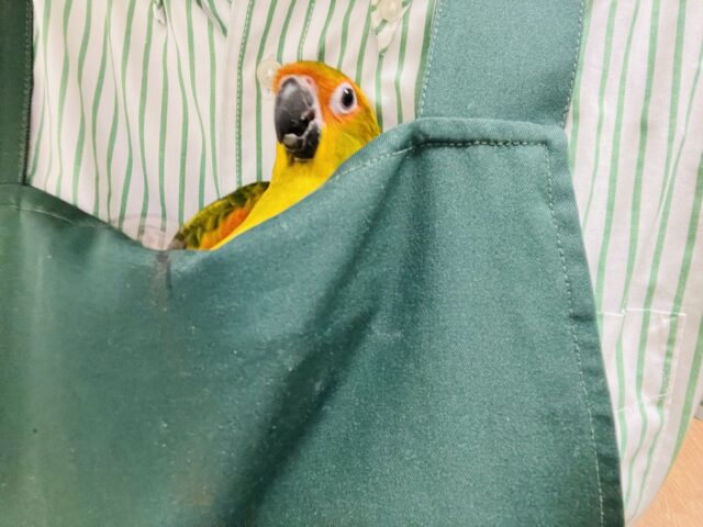 コガネメキシコインコ
