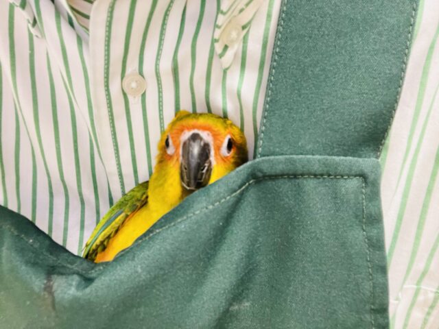 コガネメキシコインコ