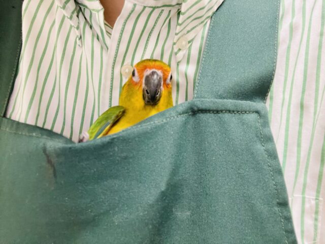 コガネメキシコインコ