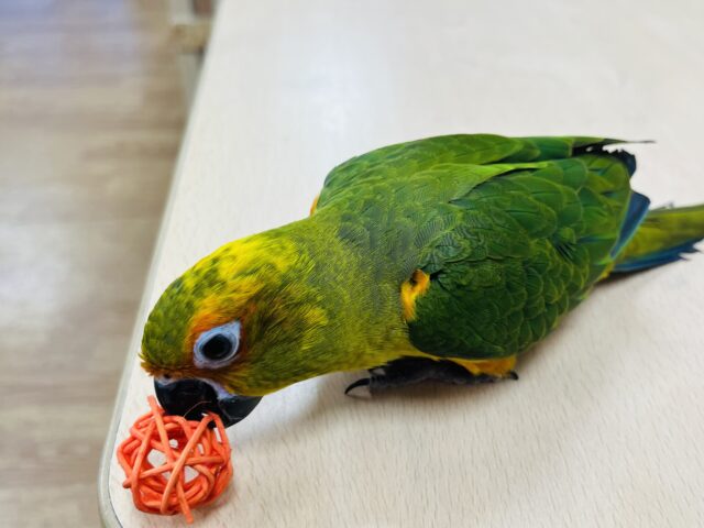 コガネメキシコインコ