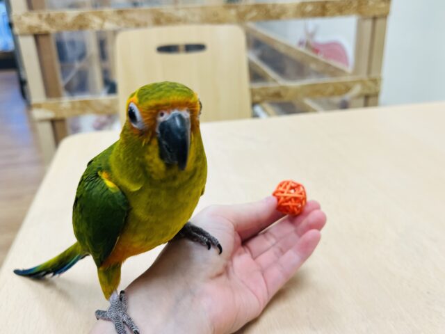 コガネメキシコインコ