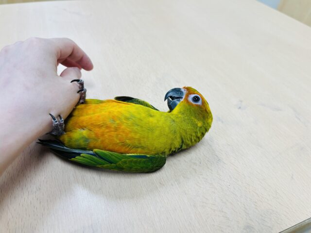 コガネメキシコインコ