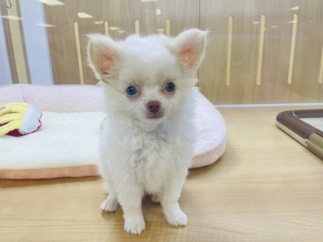 激カワ天使👼チワワの女の子! チワワ