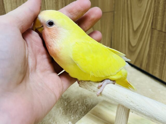 コザクラインコ（小桜インコ）