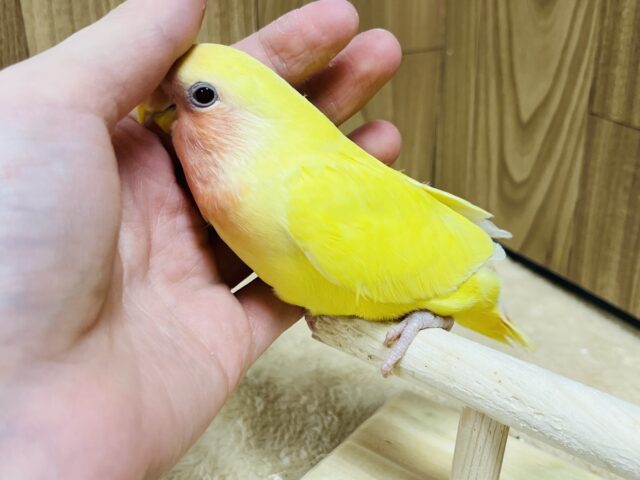 コザクラインコ（小桜インコ）