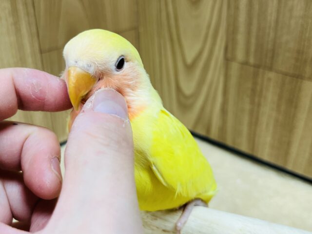 コザクラインコ（小桜インコ）