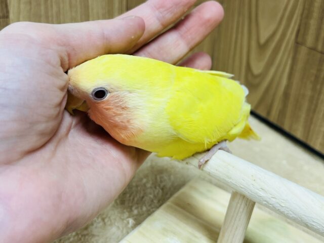 コザクラインコ（小桜インコ）