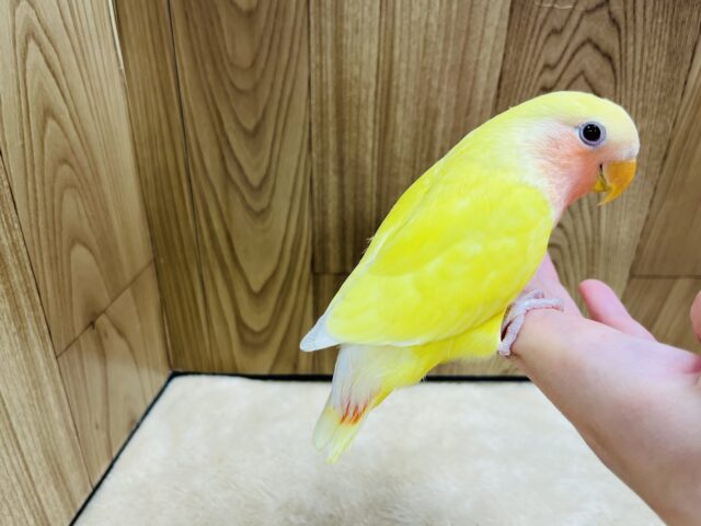 コザクラインコ（小桜インコ）