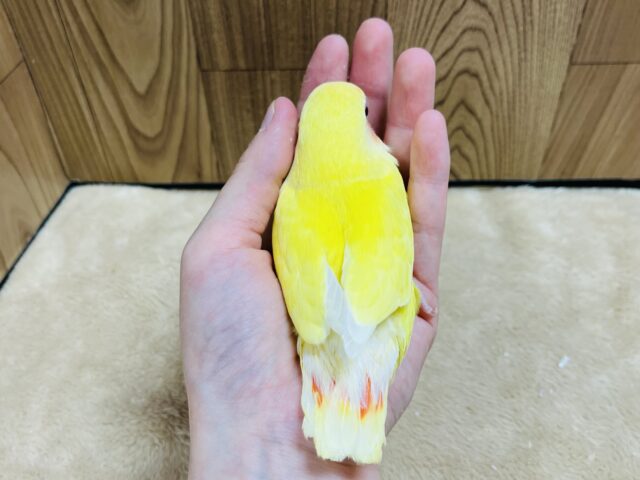 コザクラインコ（小桜インコ）