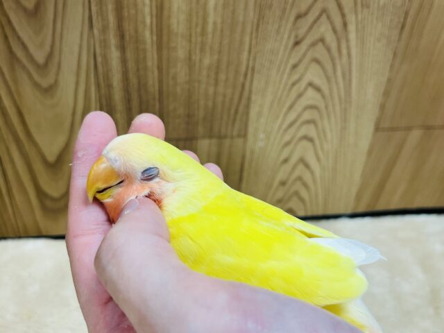 コザクラインコ（小桜インコ）