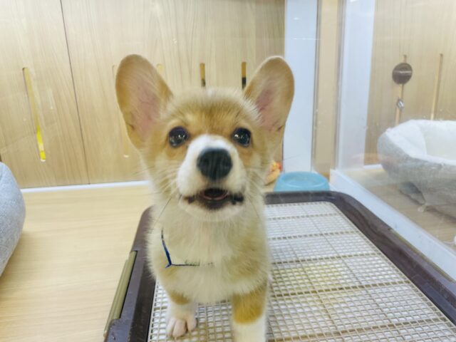 ウェルシュコーギー・ペンブローグ