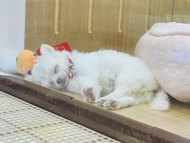 激カワ天使👼チワワの女の子! チワワ