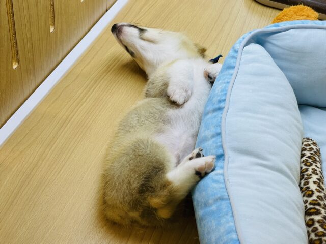 ウェルシュコーギー・ペンブローグ