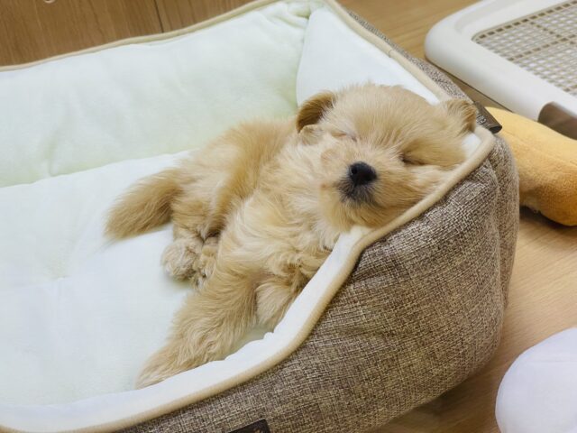 あまりの可愛さに驚かないでね!?ミックス犬ちゃん(ポメラニアン×トイプードル) ポメプー