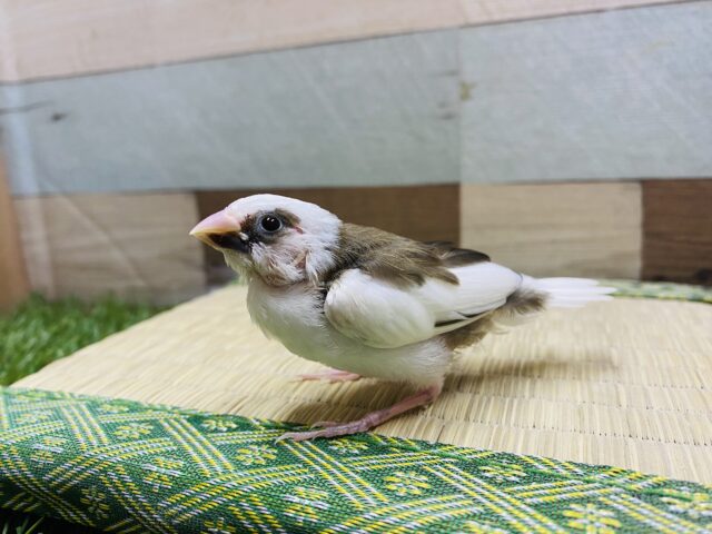 十姉妹（ジュウシマツ）