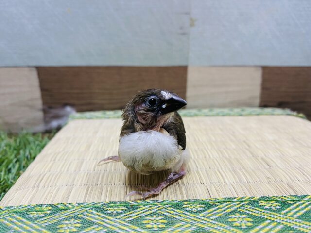 十姉妹（ジュウシマツ）